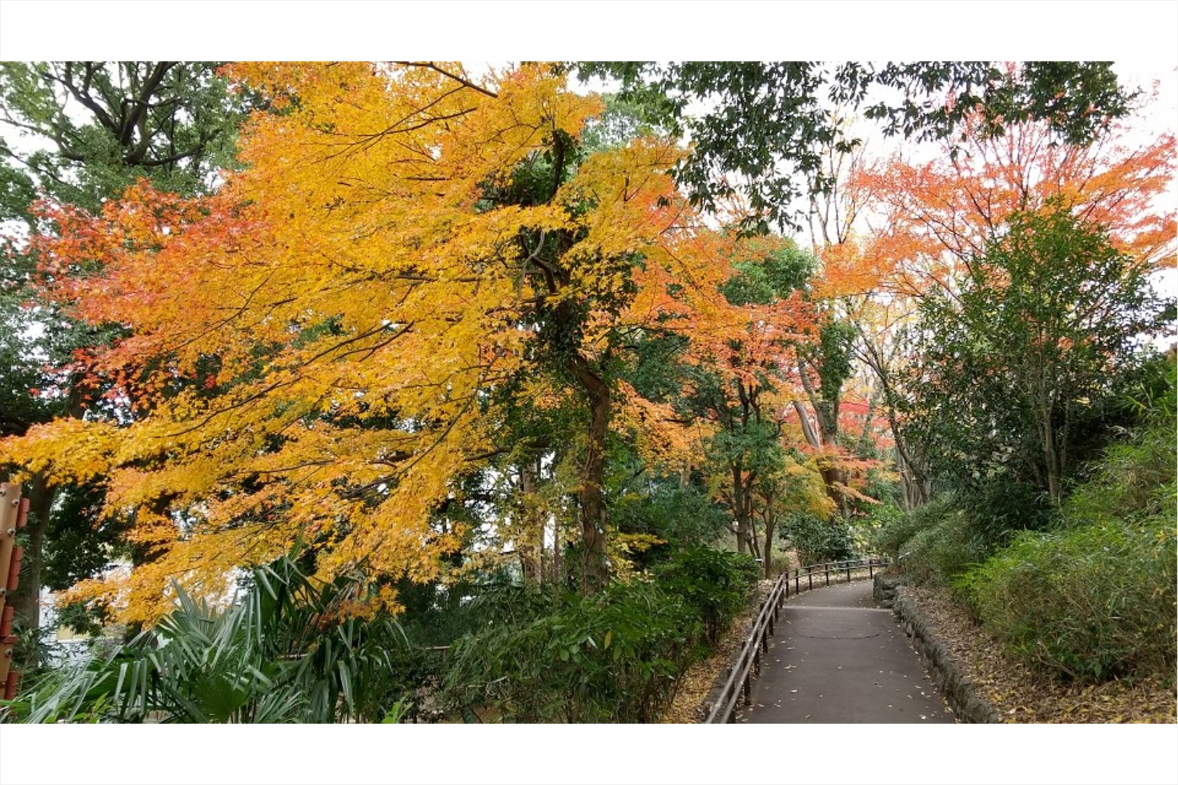 日本庭園 川崎市民プラザ