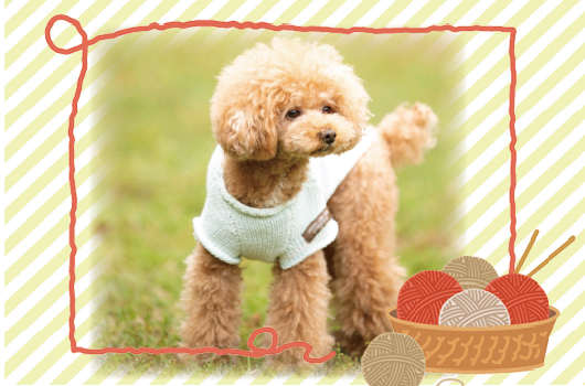 画像　はじめてのワンコニット講座