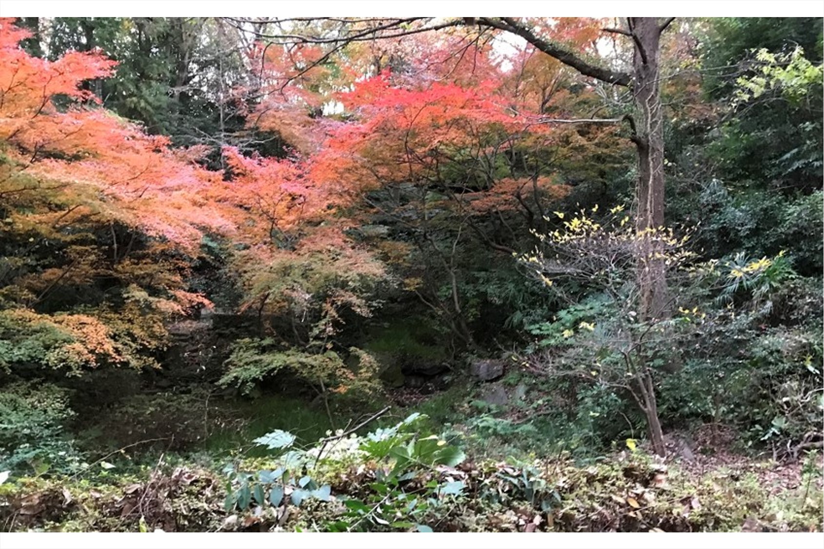 （画像）日本庭園3