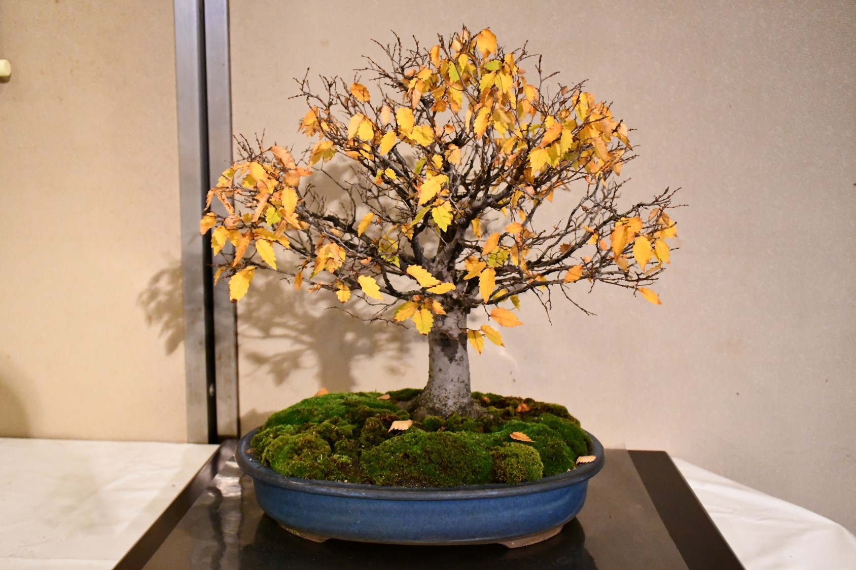 画像 盆栽展4