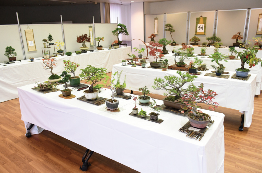 画像 盆栽展
