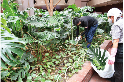 画像　植栽エリア伐採の様子