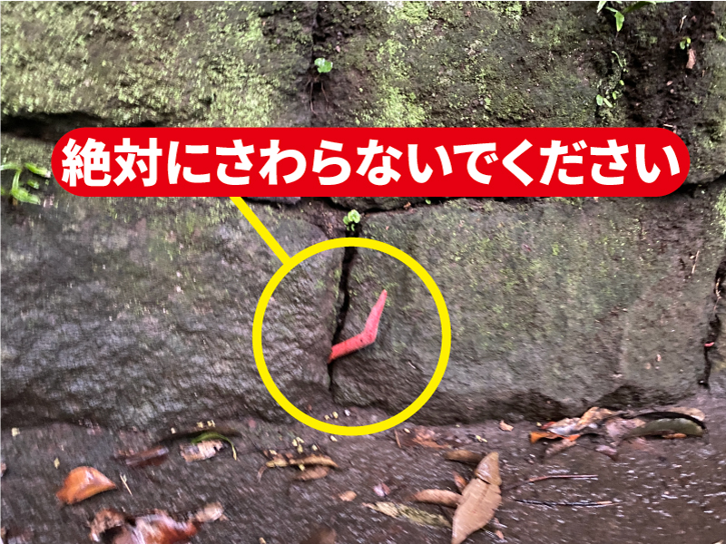画像(カエンタケ)