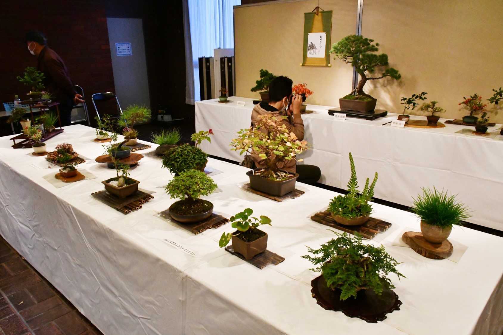 画像 盆栽展2